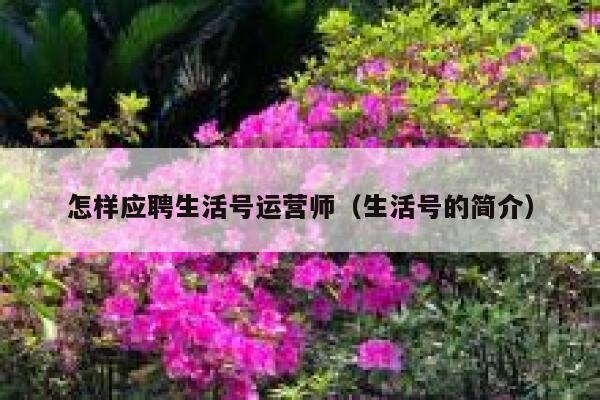 怎样应聘生活号运营师（生活号的简介）