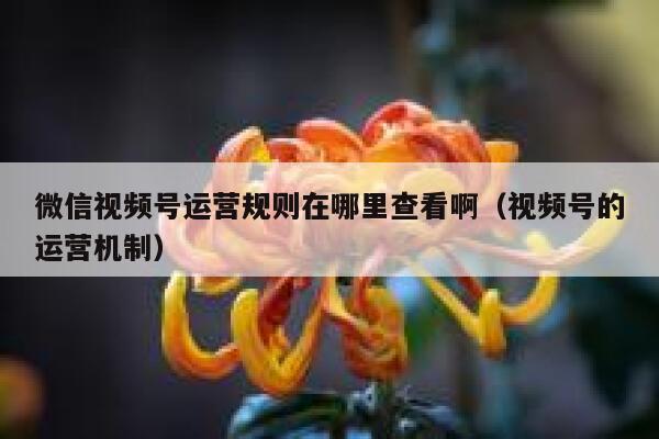 微信视频号运营规则在哪里查看啊（视频号的运营机制）