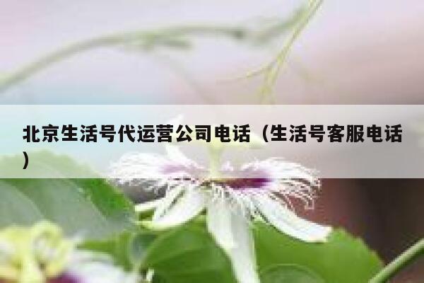 北京生活号代运营公司电话（生活号客服电话）