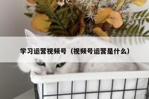 学习运营视频号（视频号运营是什么）