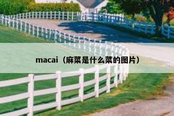 macai（麻菜是什么菜的图片）