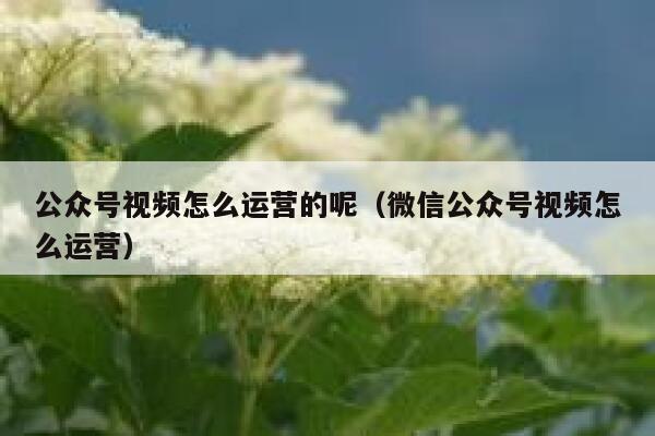 公众号视频怎么运营的呢（微信公众号视频怎么运营）