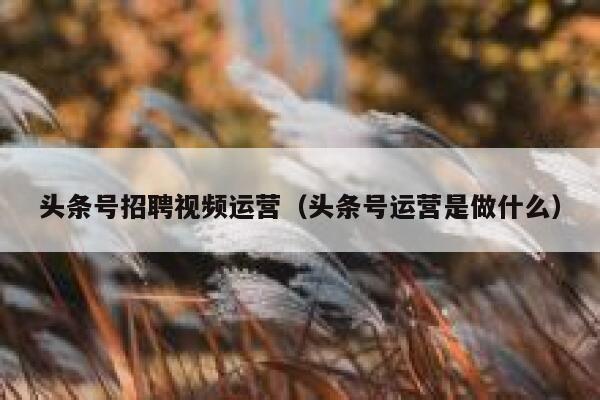 头条号招聘视频运营（头条号运营是做什么）