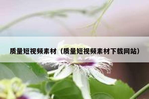 质量短视频素材（质量短视频素材下载网站）