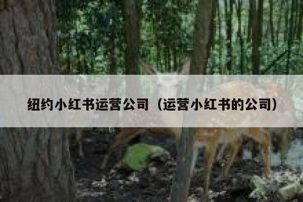 纽约小红书运营公司（运营小红书的公司）