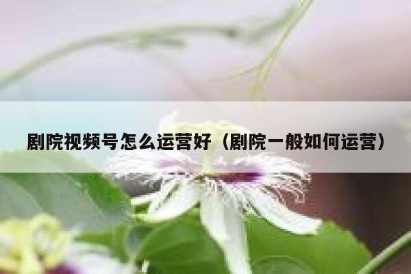 剧院视频号怎么运营好（剧院一般如何运营）