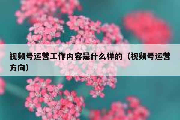 视频号运营工作内容是什么样的（视频号运营方向）